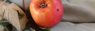 Apfel